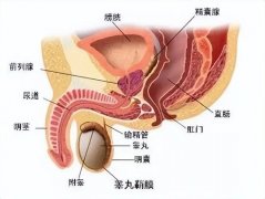 常见男科疾病有哪些？该怎么办？