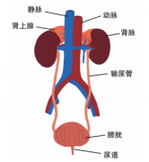 大“石”化小，小“石”化了——泌尿