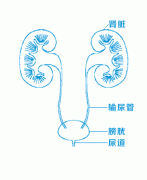 “疼起来要人命”的输尿管结石是咋回